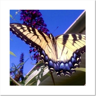 Tiger Swallowtail Butterfly Posters and Art